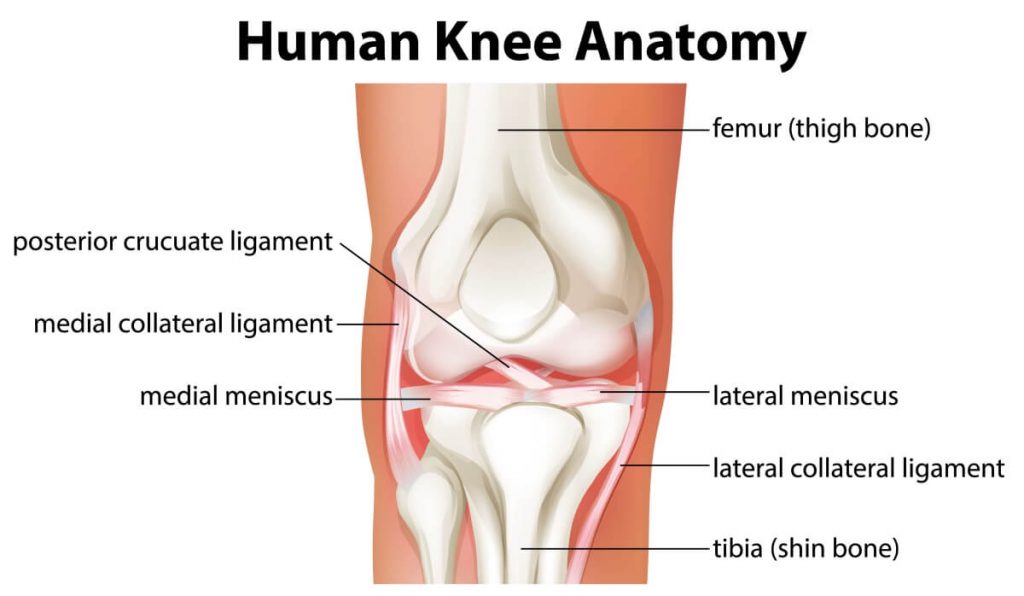 locking and unlocking of knee joint